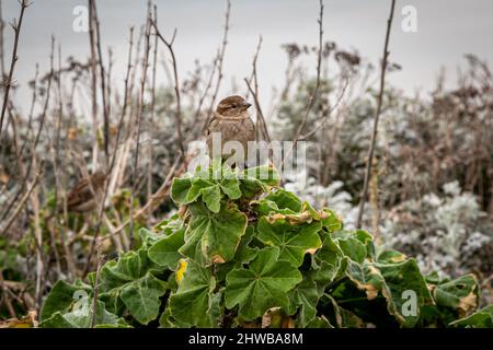 Ein weiblicher Passer domesticus, allgemein bekannt als Haussperling, an der Sussex-Küste Stockfoto