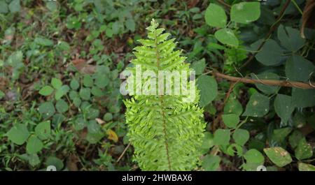 Selektiver Fokus auf eine schöne Farnblattspitze wächst, in grasbewachsenen Hintergrund Stockfoto
