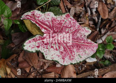 Ein rotes Caladium oder Elefantenohrblatt im Garten Stockfoto