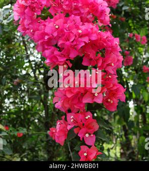 Ein hängender Bougainvillea spectabilis Zweig mit vielen rosa Bougainvillea Blumen Stockfoto