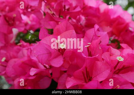 Nahaufnahme der Bougainvillea spectabilis Blumen Stockfoto