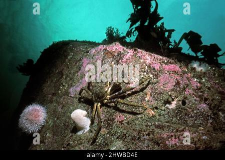 Große Spinnenkrabbe (Hyas araneus), die einen Felsen in der Nähe der Oberfläche klettert, Großbritannien. Stockfoto