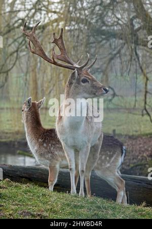 Zwei europäische Damhirsche, die auf einer Wiese stehen. Ein Dollar und ein Reh. Stockfoto