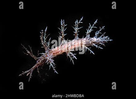 Nacktschnecken oder Meeresschnecke (Dendronotus frondosus) in schottischen Küstengewässern, Großbritannien. Stockfoto