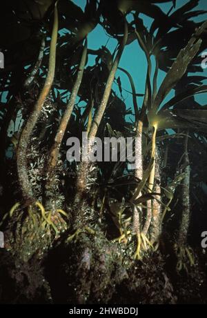 Kelp (Laminaria hyperborea) Wald unter Wasser, Großbritannien. Stockfoto