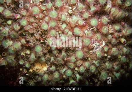 Edelsteinanemonen (Corynactis viridis), Fütterung auf britischen Inseln. Stockfoto