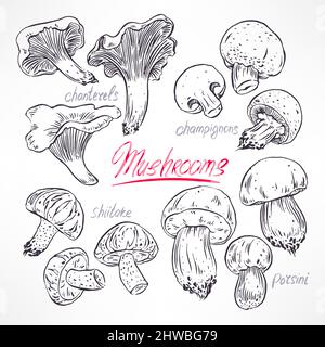 Set mit einer Vielzahl von Pilzen. Handgezeichnete Illustration Stock Vektor