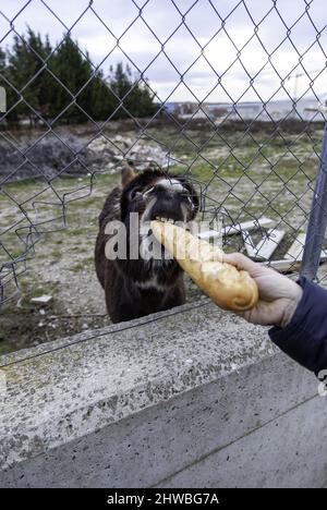 Esel, der Brot in Stall isst, lustige Tiere, Säugetiere Stockfoto