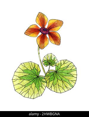 Caltha palustris , Marsh Marigold Skizzenstift gezeichnet. Handgezeichnete Doodle-Skizze, Kunst. Vektorgrafik Stock Vektor