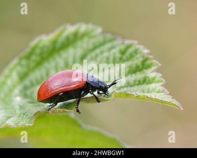 Rotpappelblattkäfer (Chrysomela populi), der auf einem Blatt steht, Kenfig NNR, Glamorgan, Wales, Vereinigtes Königreich, Juli. Stockfoto