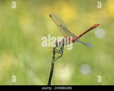 Ruddy Darter Dragonfly (Sympetrum sanguineum) Männchen, das auf einem alten Schachtelhalm-Stamm in einem Süßwassersumpf thront, Kenfig NNR, Glamorgan, Wales, UK, Juli. Stockfoto