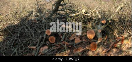 Die Überreste eines Sturms fällten einen Baum, der von der Blockierung einer Straße entfernt wurde Stockfoto