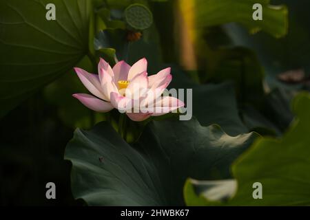 Blühender Lotus nennt auch buddha Blumen Schönheit der Natur. Stockfoto