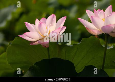 Blühender Lotus nennt auch buddha Blumen Schönheit der Natur. Stockfoto