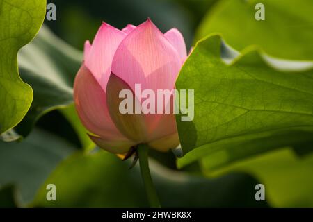 Blühender Lotus nennt auch buddha Blumen Schönheit der Natur. Stockfoto