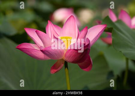 Blühender Lotus nennt auch buddha Blumen Schönheit der Natur. Stockfoto