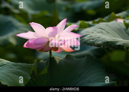 Blühender Lotus nennt auch buddha Blumen Schönheit der Natur. Stockfoto