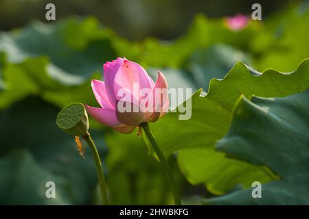 Blühender Lotus nennt auch buddha Blumen Schönheit der Natur. Stockfoto