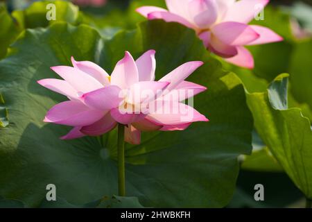 Blühender Lotus nennt auch buddha Blumen Schönheit der Natur. Stockfoto