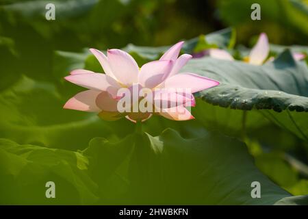 Blühender Lotus nennt auch buddha Blumen Schönheit der Natur. Stockfoto