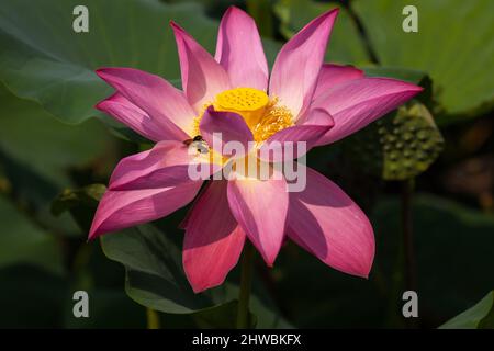 Blühender Lotus nennt auch buddha Blumen Schönheit der Natur. Stockfoto