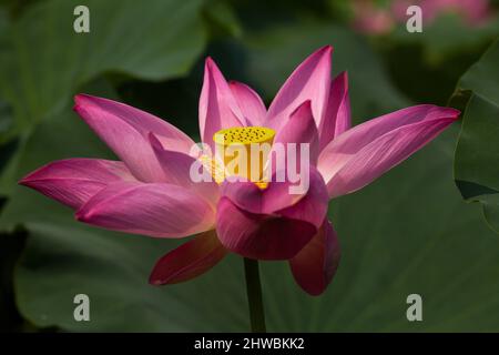 Blühender Lotus nennt auch buddha Blumen Schönheit der Natur. Stockfoto