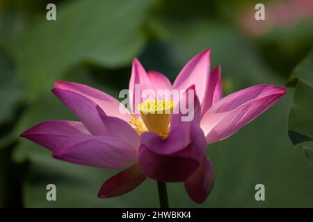 Blühender Lotus nennt auch buddha Blumen Schönheit der Natur. Stockfoto