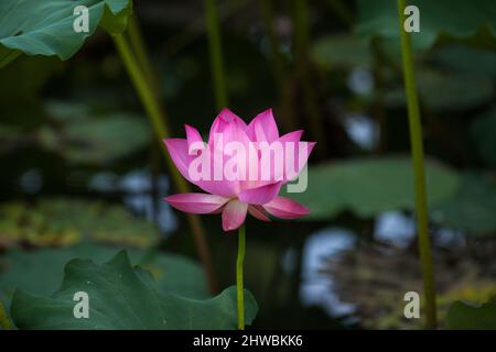 Blühender Lotus nennt auch buddha Blumen Schönheit der Natur. Stockfoto