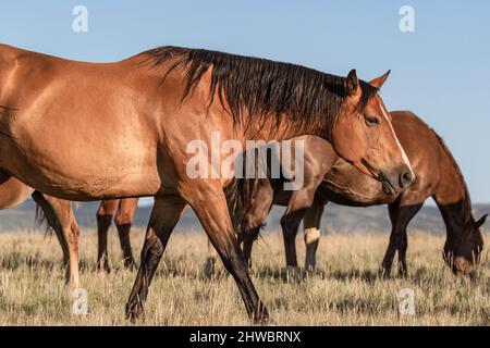 Wyoming Montana Ranch Pferdeherde in den Pryor Mountains. Yellowstone-Gebiet Gruppe von Reitpferden für Wrangler auf einer Gespann-Ranch. Stockfoto