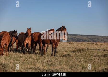 Wyoming Montana Ranch Pferdeherde in den Pryor Mountains. Yellowstone-Gebiet Gruppe von Reitpferden für Wrangler auf einer Gespann-Ranch. Stockfoto