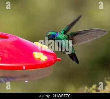 Grüne Geigenohr oder mexikanische Geigenohr (Colibri thalassinus) an einem Kolibri-Futterhäuschen Stockfoto