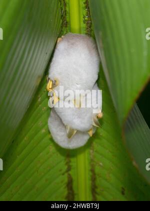 Honduranischer weißer Fledermaus (Ectophylla alba), der unter einem Dschungelblatt ruht Stockfoto