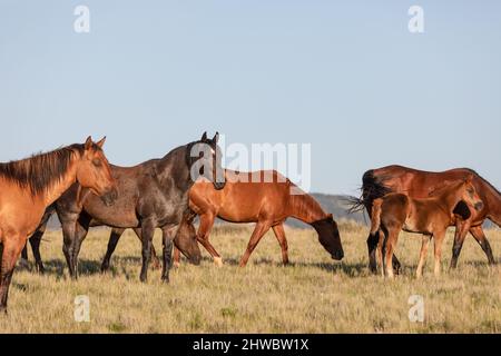 Wyoming Montana Ranch Pferdeherde in den Pryor Mountains. Yellowstone-Gebiet Gruppe von Reitpferden für Wrangler auf einer Gespann-Ranch. Stockfoto