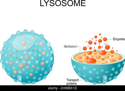 Lysosososososososome. Aussehen, Außen- und Innenansicht. Querschnitt und Anatomie des Lysosomes: Hydrolytische Enzyme, Membran- und Transportproteine Stock Vektor