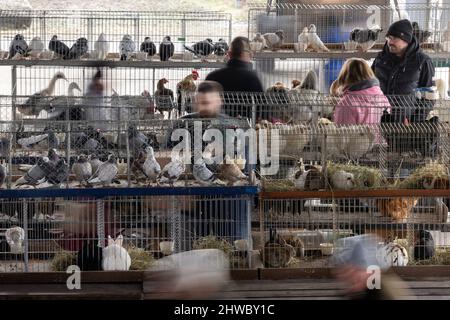 Volkenroda, Deutschland. 05. März 2022. Kleintiere werden auf dem Tier- und Bauernmarkt im Kloster Volkenroda zum Verkauf angeboten. Rund 50 Händler haben ihre Waren rund um den Hof und Garten auf dem ersten Markt der Saison angeboten. Quelle: Michael Reichel/dpa-Zentralbild/ZB/dpa/Alamy Live News Stockfoto