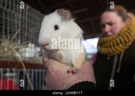 Volkenroda, Deutschland. 05. März 2022. Ein Meerschweinchen wird auf dem Tier- und Bauernmarkt im Kloster Volkenroda zum Verkauf angeboten. Rund 50 Händler boten ihre Waren rund um Hof und Garten auf dem ersten Markt der Saison an. Quelle: Michael Reichel/dpa-Zentralbild/ZB/dpa/Alamy Live News Stockfoto