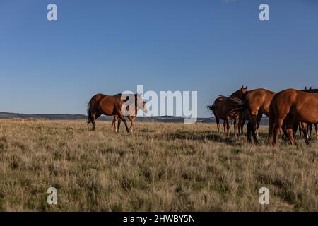 Wyoming Montana Ranch Pferdeherde in den Pryor Mountains. Yellowstone-Gebiet Gruppe von Reitpferden für Wrangler auf einer Gespann-Ranch. Stockfoto