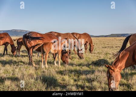 Wyoming Montana Ranch Pferdeherde in den Pryor Mountains. Yellowstone-Gebiet Gruppe von Reitpferden für Wrangler auf einer Gespann-Ranch. Stockfoto