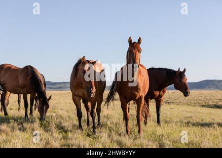 Wyoming Montana Ranch Pferdeherde in den Pryor Mountains. Yellowstone-Gebiet Gruppe von Reitpferden für Wrangler auf einer Gespann-Ranch. Stockfoto
