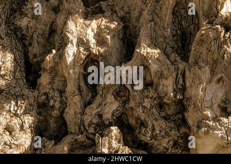 Alte Olivenbaum Rinde Hintergrund für Ihr Design. Abstrakt natürlichen Holz Textur Hintergrund. Für Text platzieren. Stockfoto