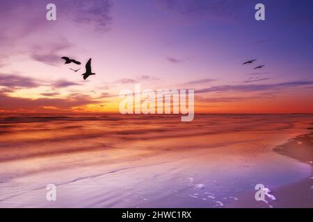 Ein Foto von pBird und Sonnenuntergang. Ein Foto von einem Vogel und Sonnenuntergang in seltsamen Farben. Stockfoto