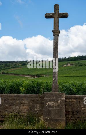 Berühmte clos Pinnot noir Weinberge mit Steinmauern in der Nähe von Nuits-Saint-Georges in der Weinregion Burgund, Frankreich Stockfoto