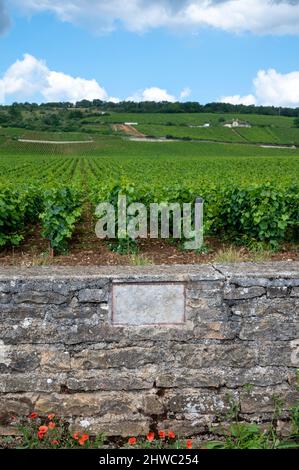 Berühmte clos Pinnot noir Weinberge mit Steinmauern in der Nähe von Nuits-Saint-Georges in der Weinregion Burgund, Frankreich Stockfoto