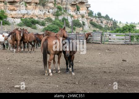 Wyoming Montana Ranch Pferdeherde in den Pryor Mountains. Yellowstone-Gebiet Gruppe von Reitpferden für Wrangler auf einer Gespann-Ranch. Stockfoto