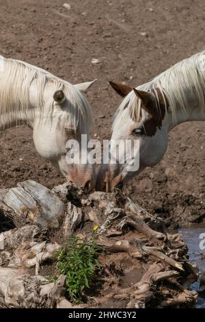 Wyoming Montana Ranch Pferdeherde in den Pryor Mountains. Yellowstone-Gebiet Gruppe von Reitpferden für Wrangler auf einer Gespann-Ranch. Stockfoto