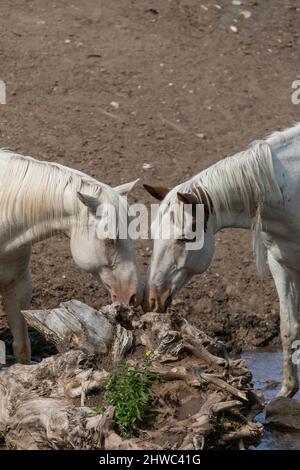 Wyoming Montana Ranch Pferdeherde in den Pryor Mountains. Yellowstone-Gebiet Gruppe von Reitpferden für Wrangler auf einer Gespann-Ranch. Stockfoto