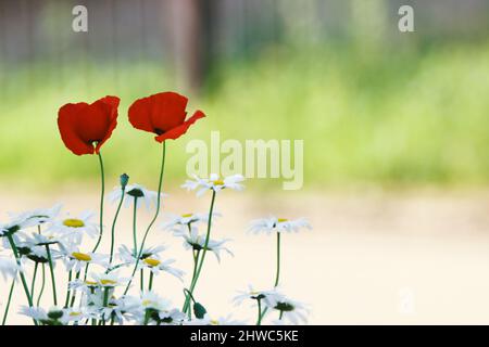 Zwei hübsche rote Mohnblumen und wilde Blumen, die wie ein Tanz im frischen Frühlingswind wiegen, sind so schön Stockfoto