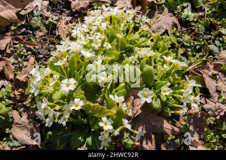 Im Frühjahr wächst die wilde Primrose zwischen den Blättern, auch Primula vulgaris genannt Stockfoto