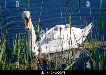 Ein stummer Schwan, der mit ihren Cygnets auf ihrem Rücken schwimmt Stockfoto