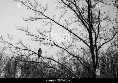 Der Rotschwanzhake (Buteo jamaicensis) thront im Winter horizontal auf einem Baum Stockfoto